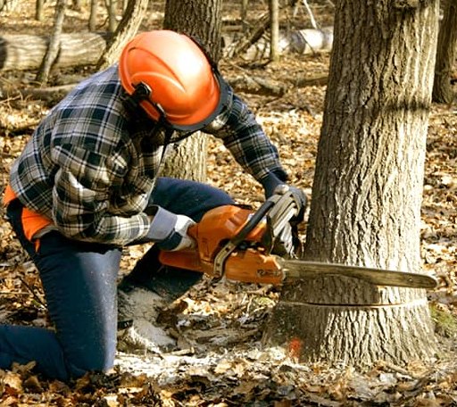 Tree Removal in Saxis, VA